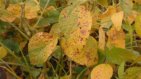 Septoria Brown Spot - Soybean Disease - Soybean Research & Information Network - SRIN