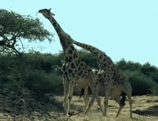 Fight Giraffe GIF - Fight Giraffe LongNecks - Discover & Share GIFs