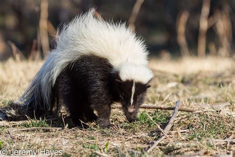 Hooded Skunk -- Wildlife in photography-on-the.net forums