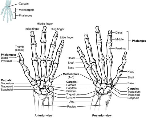 Bones of the Upper Limb · Anatomy and Physiology