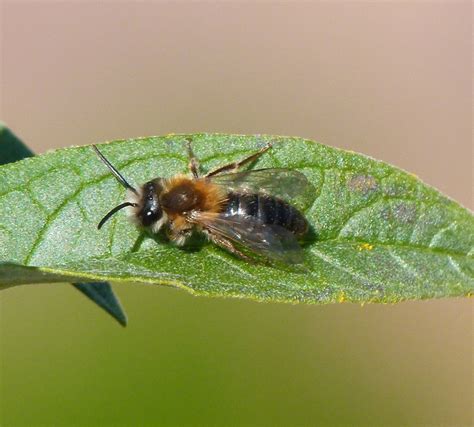 Urban Wildlife Jottings: Solitary bees