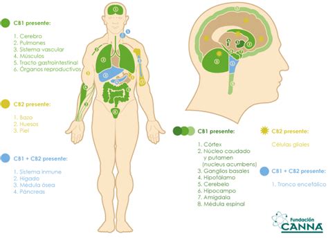 El sistema endocannabinoide | Fundación CANNA: Investigación y análisis de Cannabis