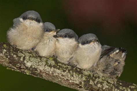 NestWatch | Pygmy Nuthatch - NestWatch