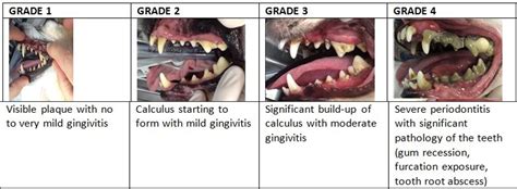 How Often Should Dogs Get Teeth Cleaned