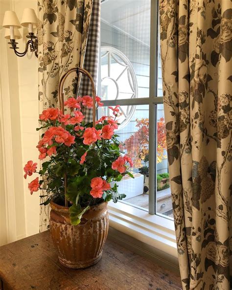 Enjoying this gorgeous flowering geranium indoors .. it has been a mass ...