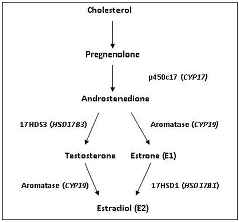 Biosynthesis of estradiol, including associated enzymes and genes (in ...