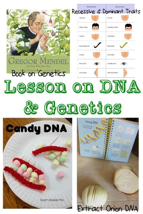 DNA Teaching Resources | Genetics lesson, Science teaching resources ...