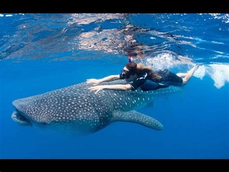 Swimming With Whale Sharks Like A Boss - YouTube