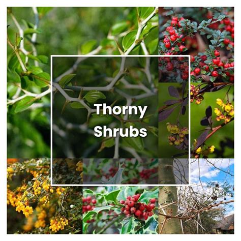 How to Grow Thorny Shrubs - Plant Care & Tips | NorwichGardener