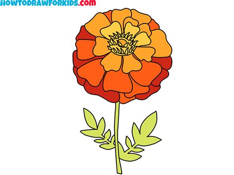 How to Draw a Marigold - Easy Drawing Tutorial For Kids