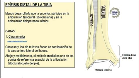 Descripción de diversos temas de anatomía humana, imagenología y diagnóstico por imágenes ...