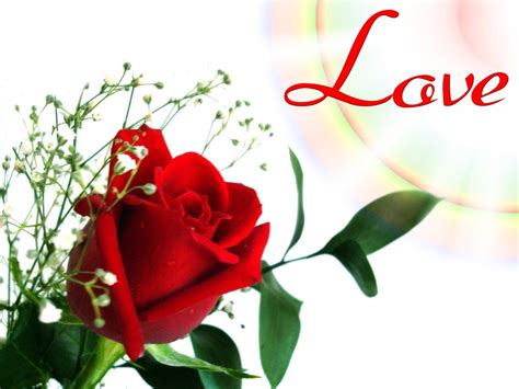 Wallpapers Flower Rose Love - Wallpaper Cave