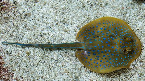 Freshwater stingray venom varies according to sex and age