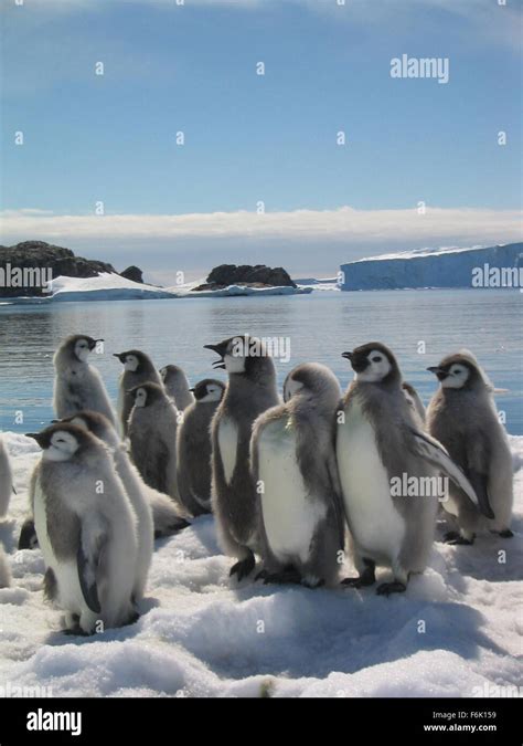 March of the penguins hi-res stock photography and images - Alamy