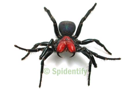 Mouse Spiders - Spidentify