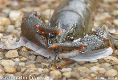 Astacus astacus Pictures, Noble Crayfish Images, Nature Wildlife Photos | NaturePhoto