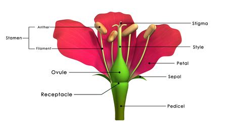 The Parts Of A Flower Involved In Sexual Reproduction.