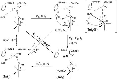 Superoxide Dismutase Mechanism