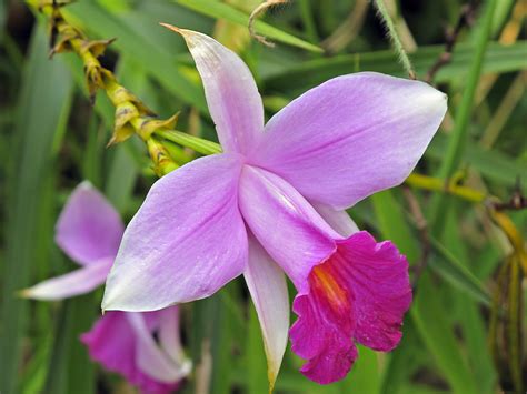 File:Bamboo Orchid.jpg - Wikipedia