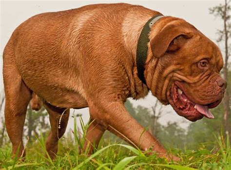 Large dog breeds - list of all large sized dogs - Huge dogs - Big dog breeds