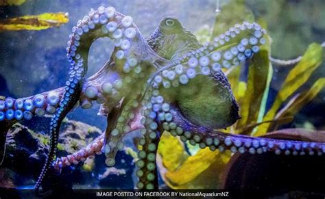 The Octopus Who Recognizes Humans And Has Other Amazing Skills