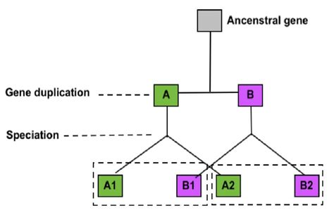 Gene duplication of an ancestral gene results in the paralog pair A ...