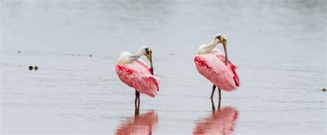 Florida Birds Photography Workshops