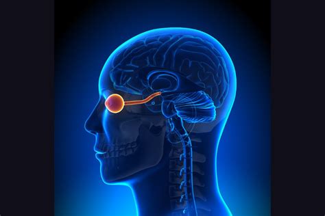 The Eye-Brain Connection: How the Retina is the Brain's Window to the World