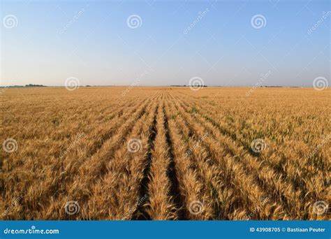 Rows of wheat stock image. Image of wheatfield, wide - 43908705