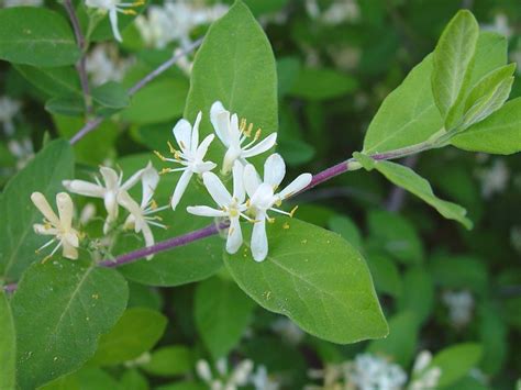 Lonicera morrowii - Alchetron, The Free Social Encyclopedia