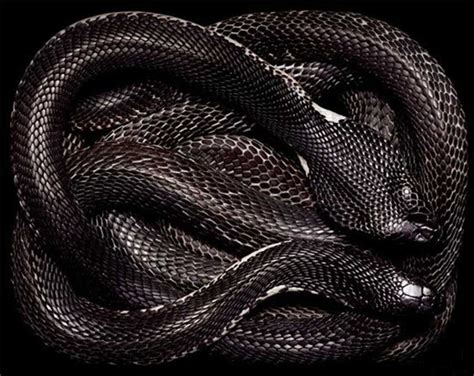 🔥 [50+] Black Snake Wallpapers | WallpaperSafari