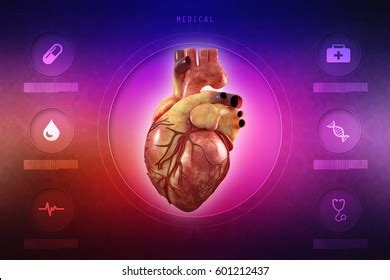 Human Heart Anatomy Human Heart Stock Illustration 329049380 | Shutterstock