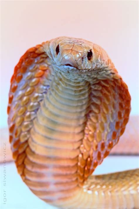 Albino Monocle cobra | Photo.net | Beautiful snakes, Cute snake, Cute reptiles