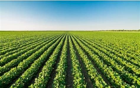 What Is Monoculture? Advantages And Disadvantages 2023