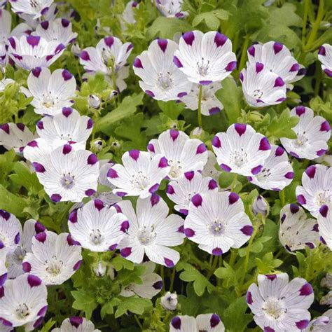 Five Spot Seeds - Nemophila Maculata Wildflower Seed