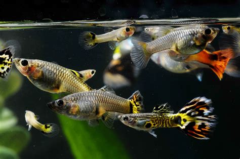 22 Small Aquarium Fish Breeds for Your Freshwater Tank