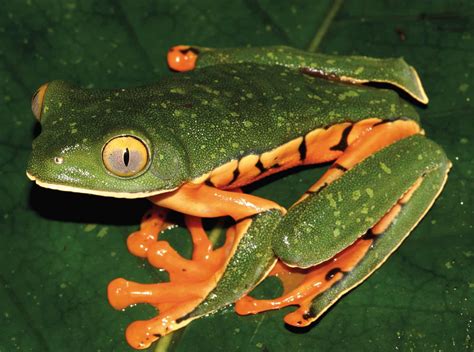 Scientist discovers new species of frog in Central America: Sylvia's tree frog