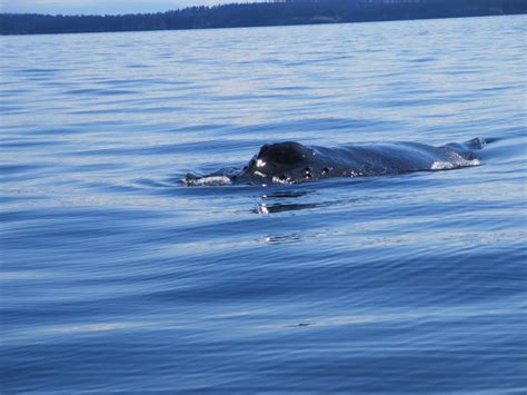 Whale Watching in the San Juan Islands - childfreelifeadventures.com