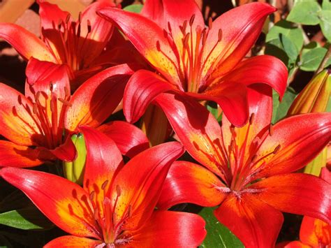 Bright Red Lilies #flower #orange | Red lily flower, Lily flower, Red lilies