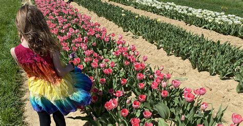 Holland Ridge Farms: 8 Million Tulips Blooming In NJ