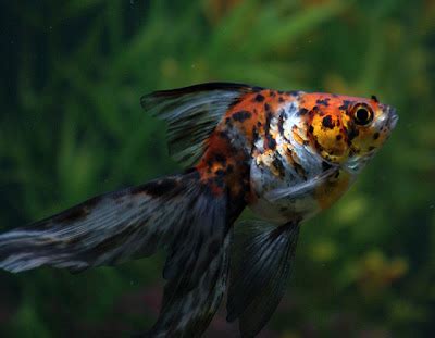 Fish Girl Writes: Goldfish (Carassius auratus auratus) Care