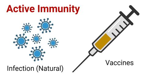 Active Immunity- Definition, Characteristics, Types, Examples