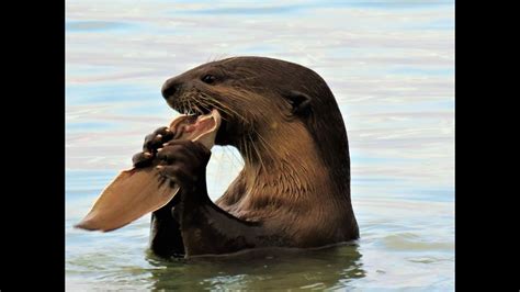 Otter Eating Fish / Otter Encounter With Dog - YouTube