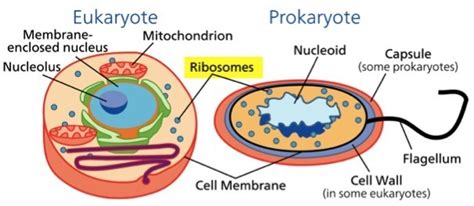 Ribosomes In An Animal Cell