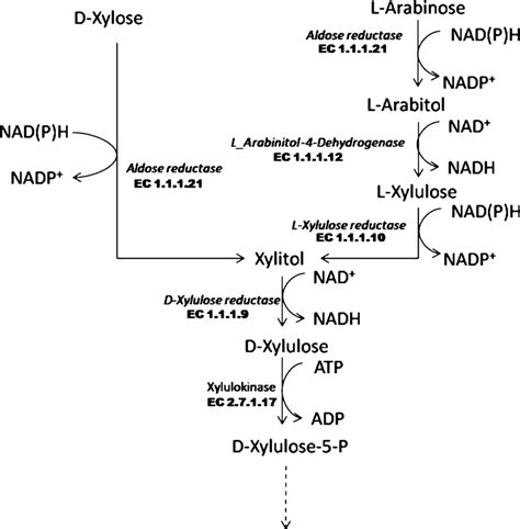 Bacterial isomerase pathway for xylose and arabinose utilization ...