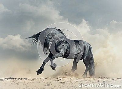 Wild Black Stallion Stock Photo - Image: 69289653