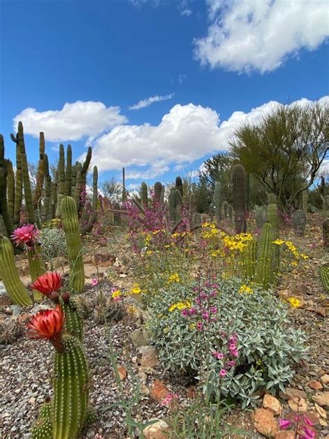 Cactus flowers are blooming in arizona and here are the 7 best places to spot them – Artofit