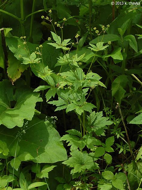 Sanicula gregaria (Clustered Black Snakeroot): Minnesota Wildflowers