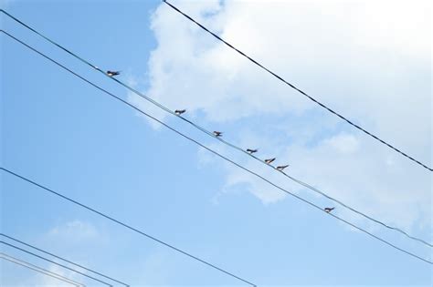 Premium Photo | Birds sitting on power lines.