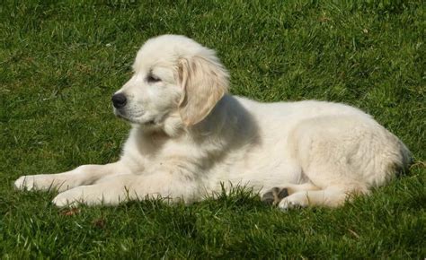 How To Train Your Golden Retriever Puppy (In Just 5 Minutes Per Day) – Golden Hearts